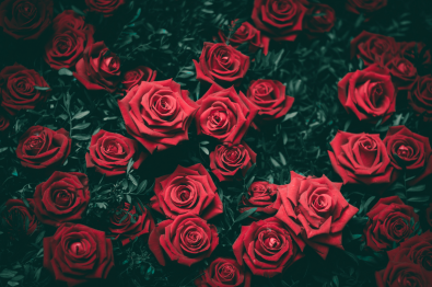 幸福感 深紅の薔薇
