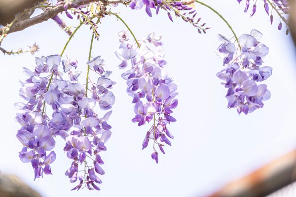 藤の花